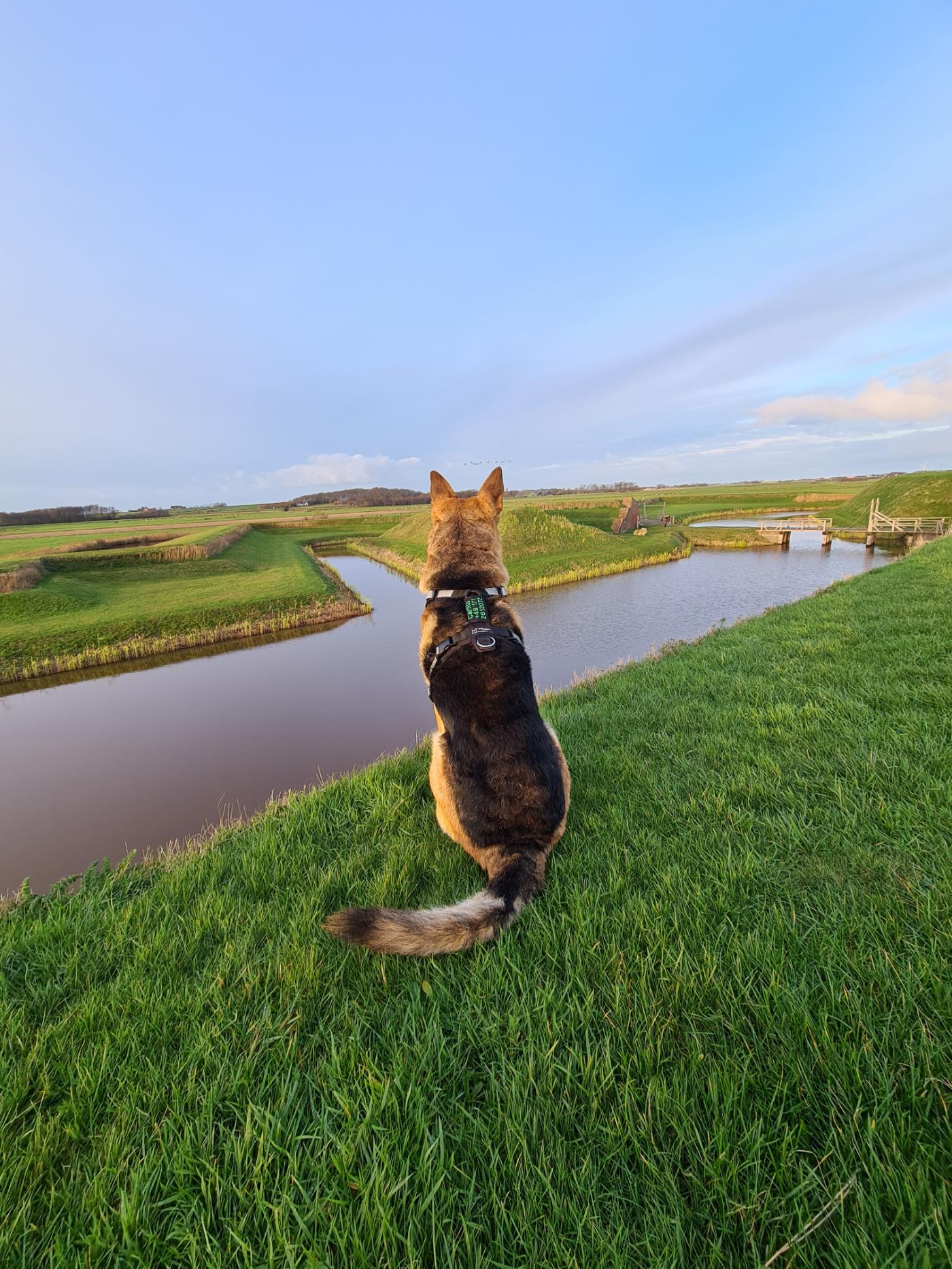 Der Experte für Hundetraining steht zu Ihrer Verfügung